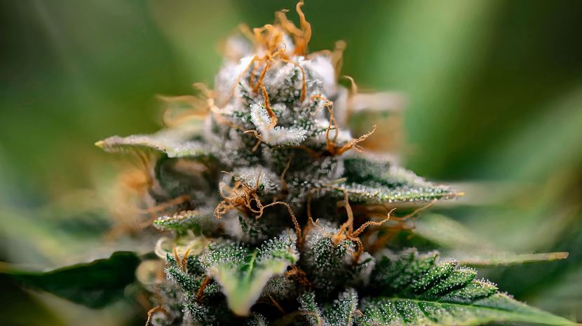 mail order cannabis
